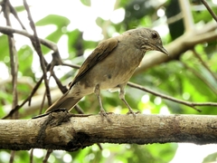 Turdus leucomelas