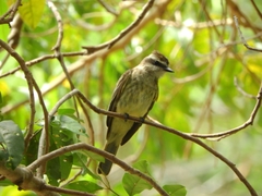 Empidonomus varius