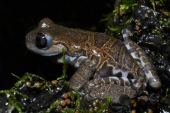 Hyloscirtus criptico