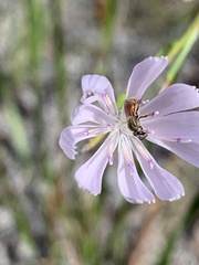 Lasioglossum nymphale