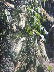 Prunus serotina capuli