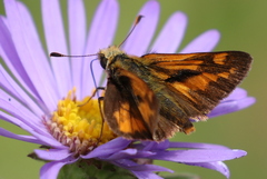 Ochlodes sylvanoides