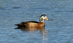 Nettapus auritus