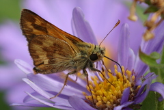 Ochlodes sylvanoides