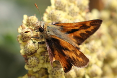 Ochlodes sylvanoides