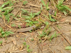 Tropidacris collaris