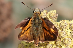 Ochlodes sylvanoides