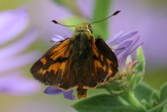 Ochlodes sylvanoides
