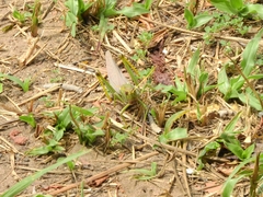 Tropidacris collaris