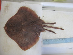 Shorttail Fanskate photo 2