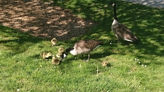 Branta canadensis