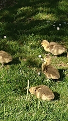 Branta canadensis