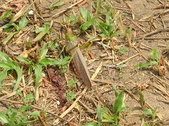 Tropidacris collaris