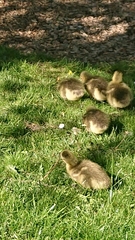 Branta canadensis