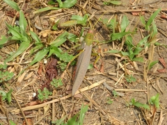 Tropidacris collaris