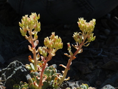 Sedum flavidum