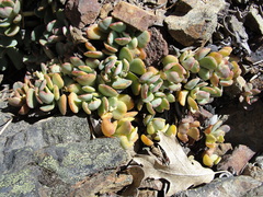 Sedum flavidum