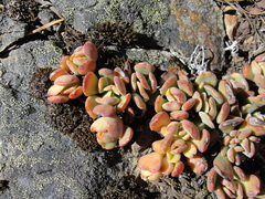 Sedum flavidum