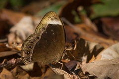 Mycalesis anaxias