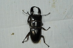 Serrognathus titanus nobuyukii