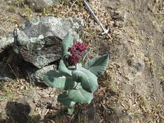 Asclepias otarioides