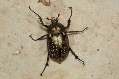 Cheirotonus peracanus