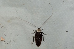 Homalosilpha ustulata