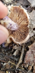 Cortinarius collinitus
