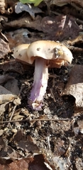 Cortinarius collinitus