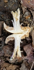 Cortinarius collinitus