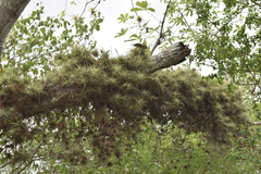 Tillandsia espinosae