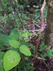 Desmodium infractum