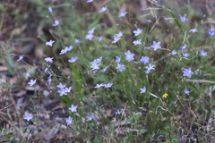 Wahlenbergia fluminalis
