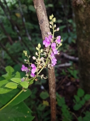 Desmodium infractum