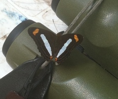 Adelpha iphiclus iphiclus