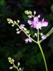 Desmodium infractum