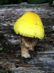Volvariella diplasia