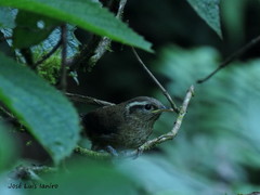 Troglodytes solstitialis