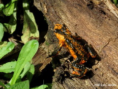 Melanophryniscus rubriventris