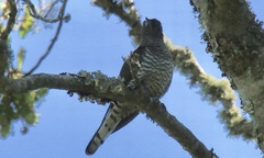 Chrysococcyx cupreus