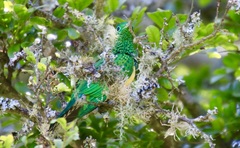 Chrysococcyx cupreus