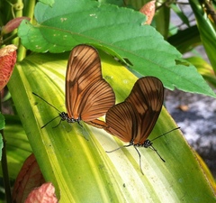 Eueides aliphera gracilis