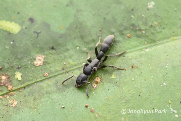 Platythyrea angusta