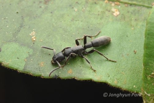Platythyrea angustaPlatythyrea angusta
