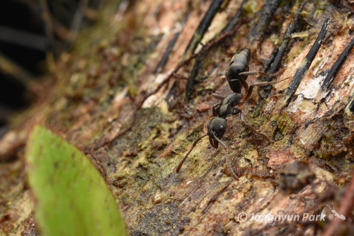 Neoponera carinulata
