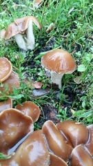 Fungi