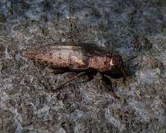 Dicerca berolinensis