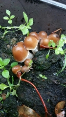 Fungi