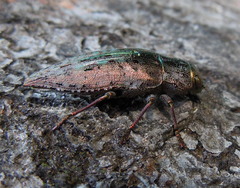 Dicerca berolinensis