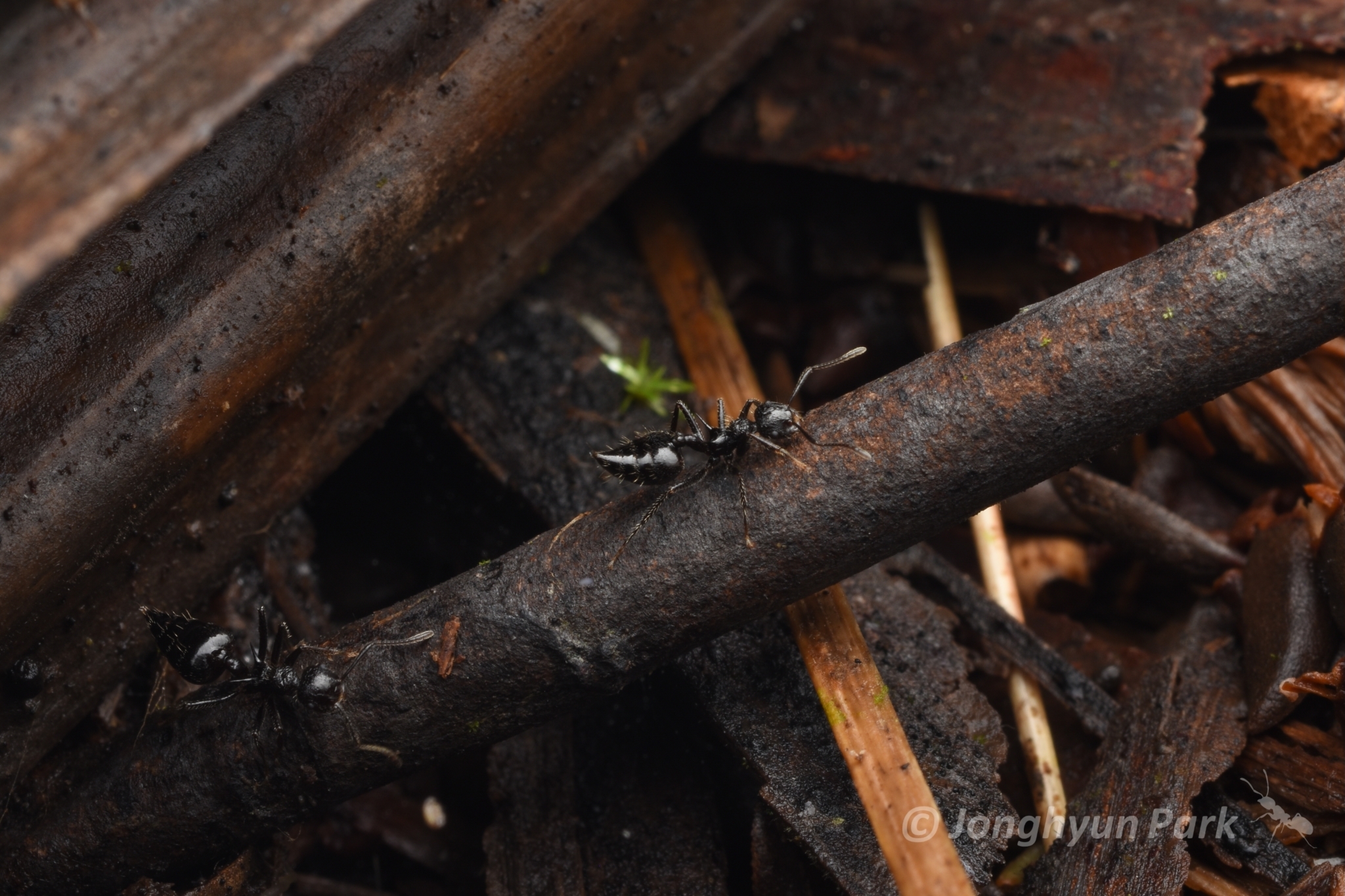 Crematogaster acuta
